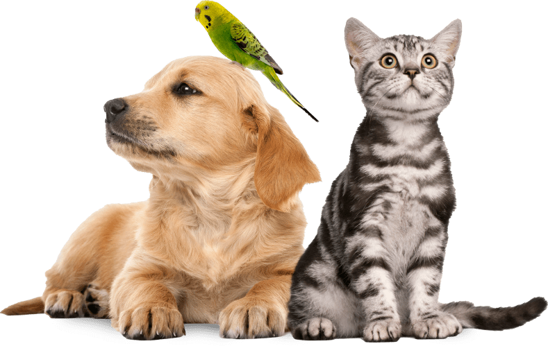 Holistic Petcare | Pet Health | Food | Toys | Medicine | Dogs | Cats |  Small Animals | Manhattan | Astoria | New York